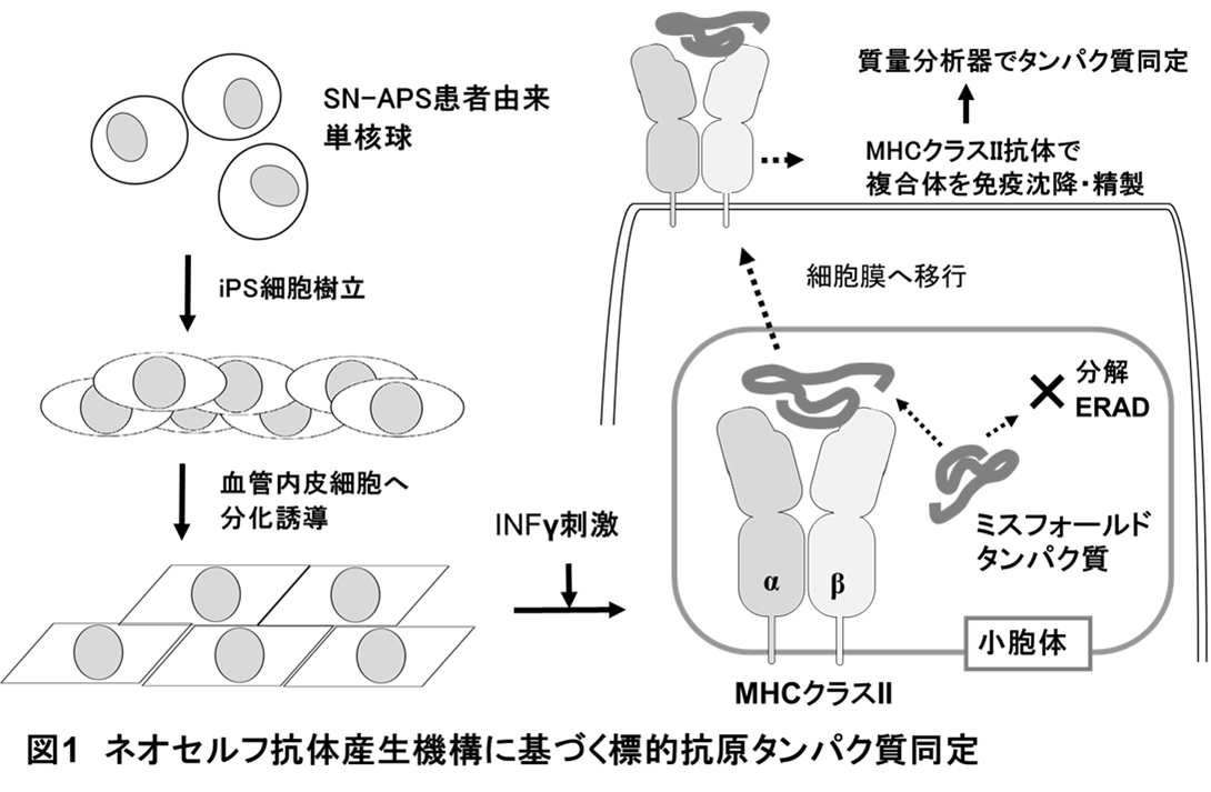 Katayama_Figure